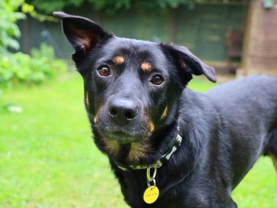 Max | Australian Kelpie | Leeds - 4