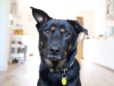 Max | Australian Kelpie | Leeds - 2