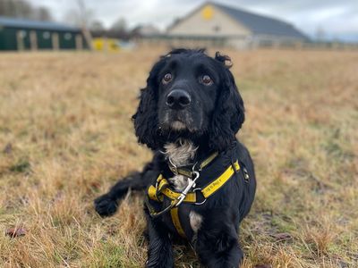 Spaniel rehoming hot sale centre