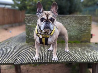 Lucy | French Bulldog | Loughborough - 5