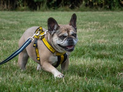 Lucy | French Bulldog | Loughborough - 3