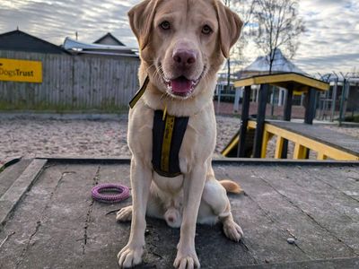 Alfie | Retriever (Labrador) | West Calder (Edinburgh) - 2