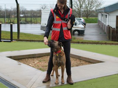 Echo | Belgian Shepherd Dog (Malinois) Cross | Evesham (Worcestershire) - 5