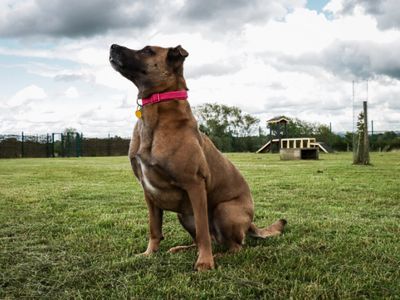 Echo | Belgian Shepherd Dog (Malinois) Cross | Evesham (Worcestershire) - 3