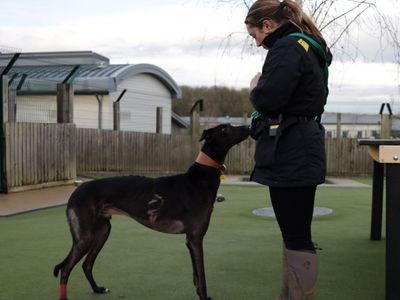 Eric | Greyhound | Evesham (Worcestershire) - 3