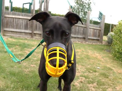 Eric | Greyhound | Evesham (Worcestershire) - 5