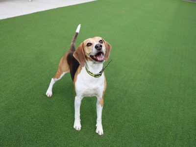 Milo | Beagle | Darlington - 3