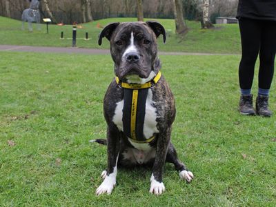 Robbie | Boxer Cross | Merseyside (Liverpool) - 3