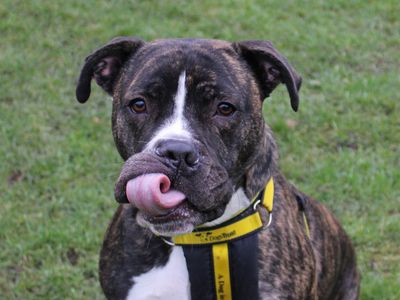 Robbie | Boxer Cross | Merseyside (Liverpool) - 2