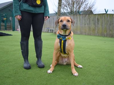 Pablo | Retriever (Labrador) Cross | Harefield West London - 3