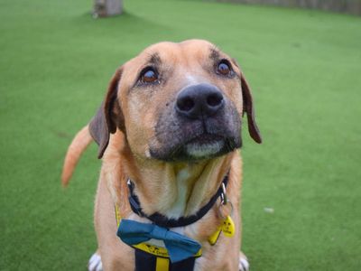 Pablo | Retriever (Labrador) Cross | Harefield West London - 5