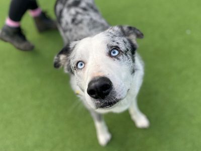 Pet adoption sale sites near me