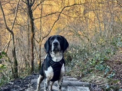 Reggie | Beagle Cross | Cardiff - 3