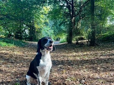 Reggie | Beagle Cross | Cardiff - 5