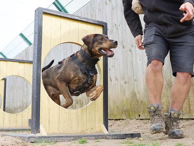 Zena | Rottweiler Cross | Leeds - 5