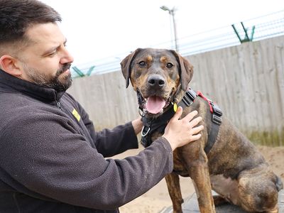 Zena | Rottweiler Cross | Leeds - 3