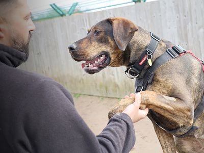 Zena | Rottweiler Cross | Leeds - 4