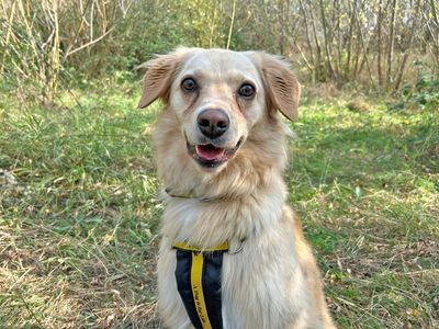 Lolly | Retriever (Golden) Cross | Basildon (Essex) - 5