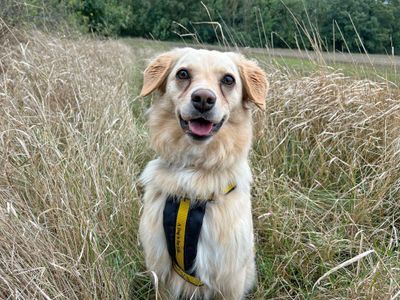 Lolly | Retriever (Golden) Cross | Basildon (Essex) - 3