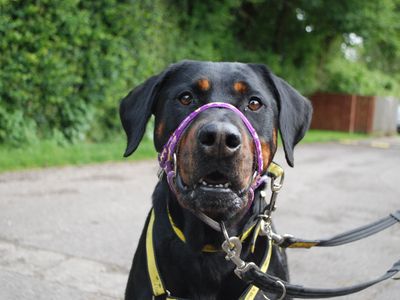 Ronnie Rotti | Rottweiler Cross | Newbury (Berkshire) - 2