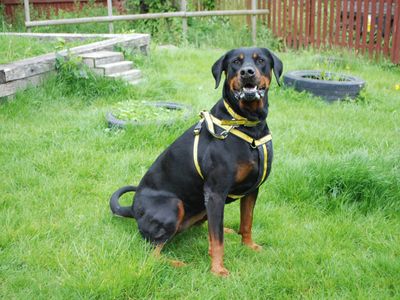 Ronnie Rotti | Rottweiler Cross | Newbury (Berkshire) - 4