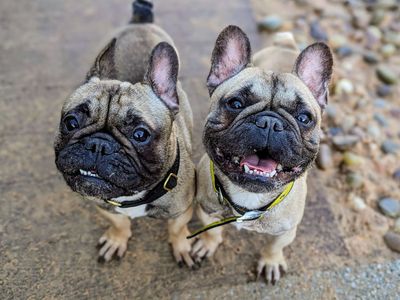 French bulldog rescue sales gb