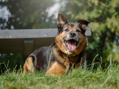 Sammie | Collie (Border) Cross | Kenilworth (West Midlands) - 1