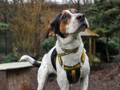 Milo | Spaniel (Cocker) Cross | Merseyside (Liverpool) - 1