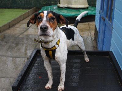 Milo | Spaniel (Cocker) Cross | Merseyside (Liverpool) - 3