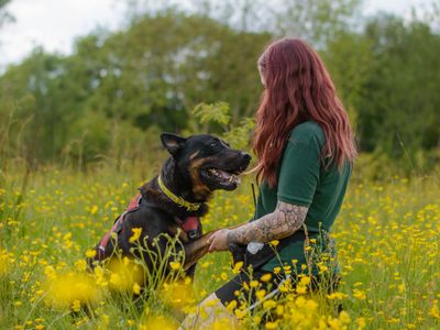 Stevie | Dutch Shepherd Cross | Kenilworth (West Midlands) - 5