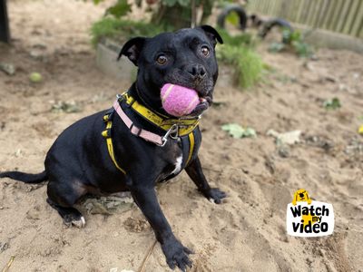 Wiley | Terrier (Staffordshire Bull) | Ilfracombe - 2