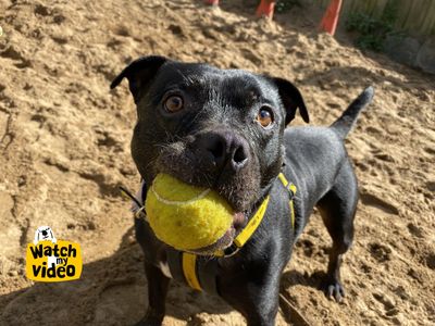 Wiley | Terrier (Staffordshire Bull) | Ilfracombe - 4