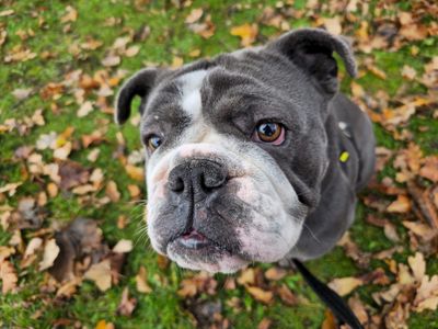 Bulldog puppies for store adoption