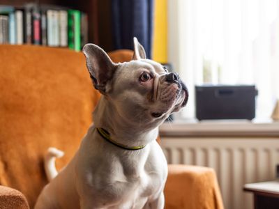 Frankie | French Bulldog | Manchester - 5