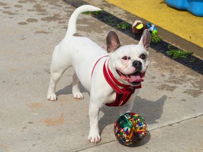 Frankie | French Bulldog | Manchester - 3