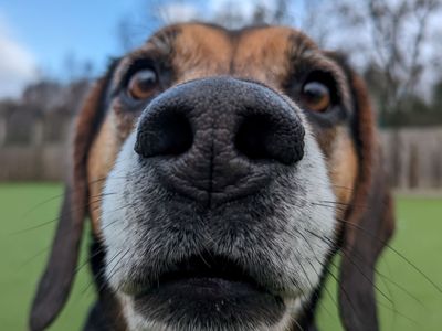 Milo | Beagle Cross | Glasgow - 5