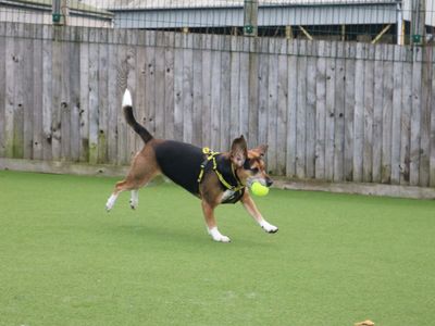 Milo | Beagle Cross | Glasgow - 3