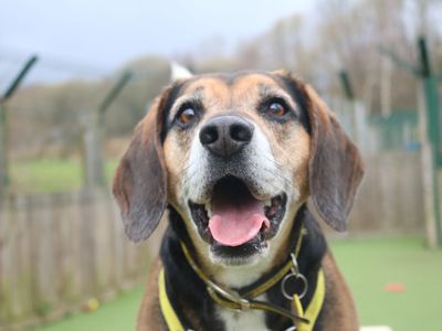 Milo | Beagle Cross | Glasgow - 5