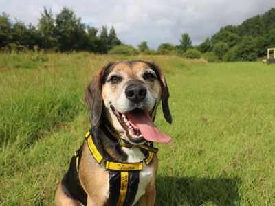 Milo | Beagle Cross | Glasgow - 4