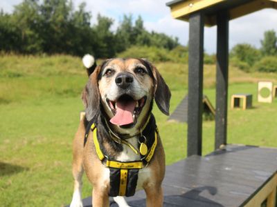 Milo | Beagle Cross | Glasgow - 3