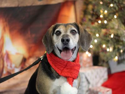 Milo | Beagle Cross | Glasgow - 2