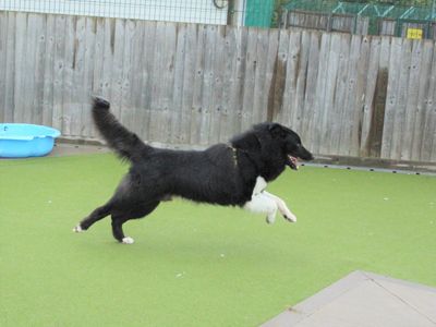 Milo | Collie (Border) Cross | Evesham (Worcestershire) - 3