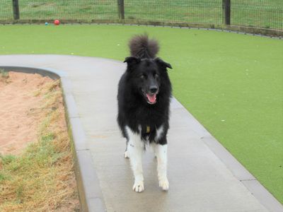 Milo | Collie (Border) Cross | Evesham (Worcestershire) - 5