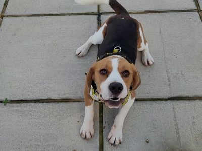 Beagle puppy hot sale rescue