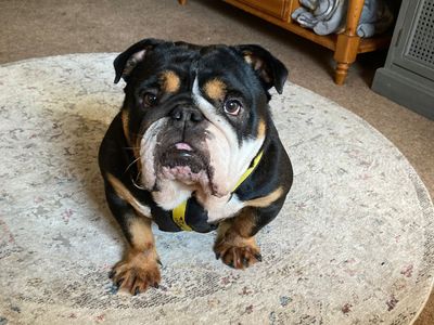 English bulldog sales rescues near me