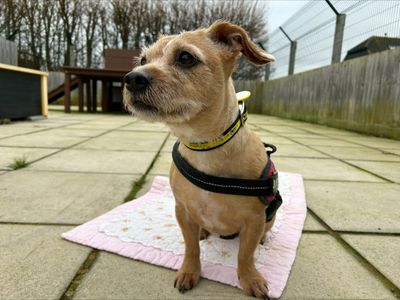 The dogs trust store salisbury