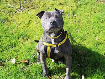 Steely | Terrier (Staffordshire Bull) | Merseyside (Liverpool) - 3