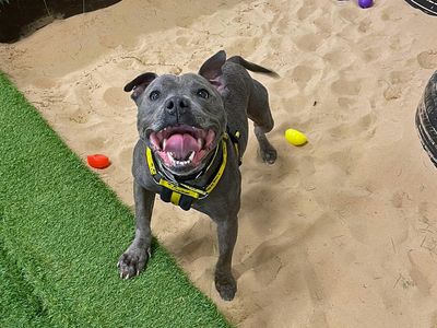 Steely | Terrier (Staffordshire Bull) | Merseyside (Liverpool) - 5