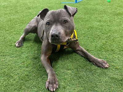 Steely | Terrier (Staffordshire Bull) | Merseyside (Liverpool) - 2