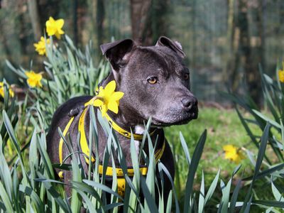 Steely | Terrier (Staffordshire Bull) | Merseyside (Liverpool) - 4